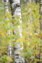 Herbstlicher Birkenwald