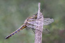 Die große Blaupfeildame