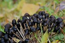 Schwarze Pilze