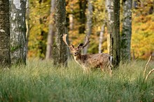 Im Herbstwald