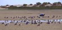 Möwen hinter dem Strand