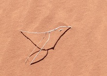 der Wüstenvogel von Wadi Ram ...