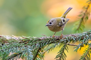 Herbstgoldhähnchen