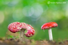 Amanita muscaria