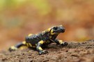 Salamandra