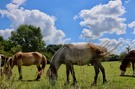 Ponys auf der Weide