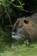 Nutria