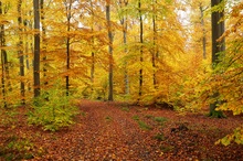 Herbstlicher Wald