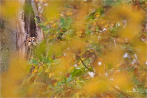 Herbstkauz