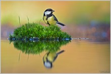 Kohlmeise (Parus major)