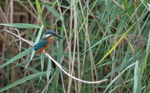 Eisvogel klassisch