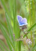 der kleine Blaue ...