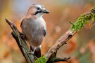 Im Herbstwald II