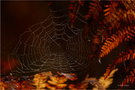 Herbstnetz
