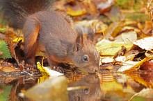 Trinkendes Eichhörnchen