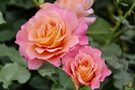 Rosen mit kleiner Fliege