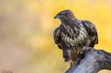 Bussard und Herbst