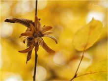 Carpinus betulus, im Laubwald