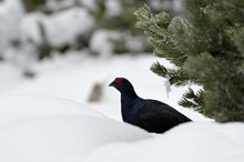 Herbstbalz im Schnee 2