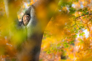 Herbstlicher Wauz