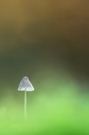 Ein Helmling