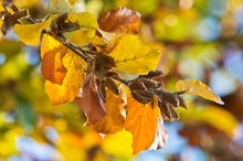 Leuchtende Herbstfarben