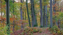 Regennasser Stieleichen-Rotbuchenwald inm westlichen Mecklenburg