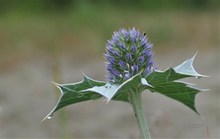 Die Blüte der Stranddistel