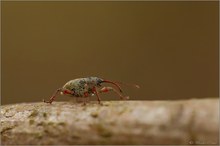 Gewöhnlicher Eichelbohrer (Curculio glandium