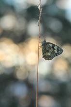 Es wird Nacht auf der Wiese