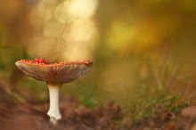 Amanita muscaria