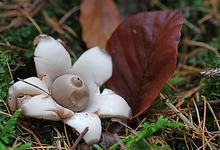 Nein, keine herbstliche "Angstblüte" eines rotblättrigen ZIerstrauches...