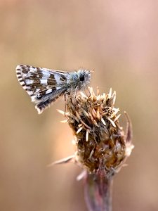 Mehrbrütiger Würfel-Dickkopffalter