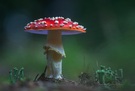 Amanita muscaria