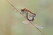 Heidis fliegen immer noch,