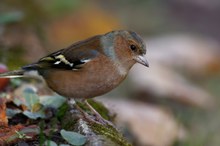 Buchfink im Herbst