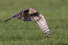 "Northern Harrier" (Circus cyaneus)