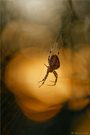 Gartenkreuzspinne (Araneus diadematus)