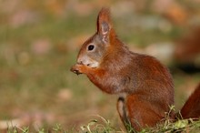 Parkbewohner im Herbst