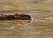 Nutria