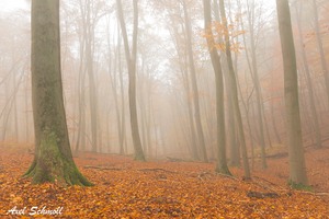 Novemberwald