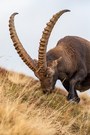 Kaptialer Steinbock