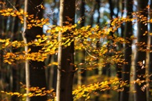 Das Leuchten im Herbstwald ...