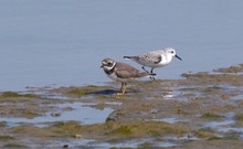 Flußregenpfeifer / Sanderling