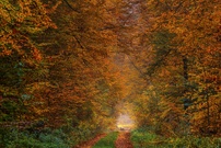 Rehaugen