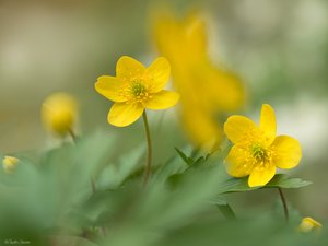 Gelbe Buschwindröschen sieht man nicht all zu oft