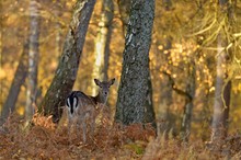 Herbstlich(t)