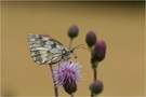 Schachbrett (Melanargia galathea)