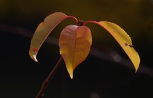 Zum Volkstrauertag bzw. Totensonntag (Bunter Verfall & angelegte Knospen)