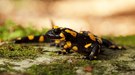 Salamander